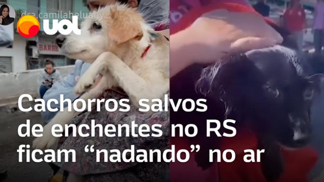 Cachorros salvos de enchentes no Rio Grande do Sul ficam 'nadando' no ar após resgate; veja vídeos