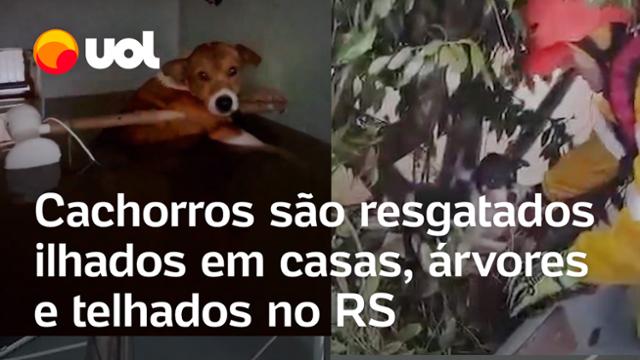 RS: Cachorra é resgatada apoiada em cano de chuveiro; veja resgate de animais em telhados e árvores