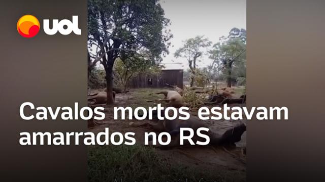 Cavalos amarrados antes da enchente são encontrados mortos no Rio Grande do Sul