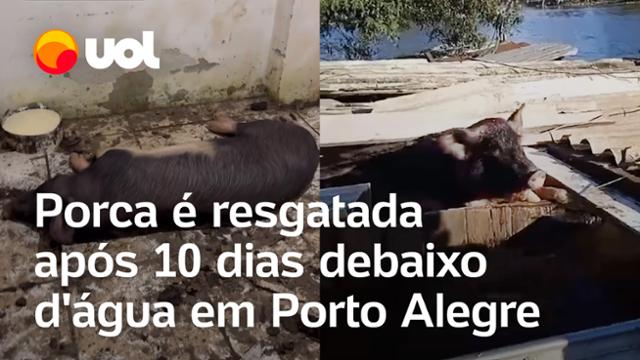 Enchentes no RS: Porca é resgatada após 'dez dias debaixo d'água' perto do CT do Grêmio; veja vídeos