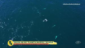 Documentarista vai até a Patagônia para encontrar baleia-sei