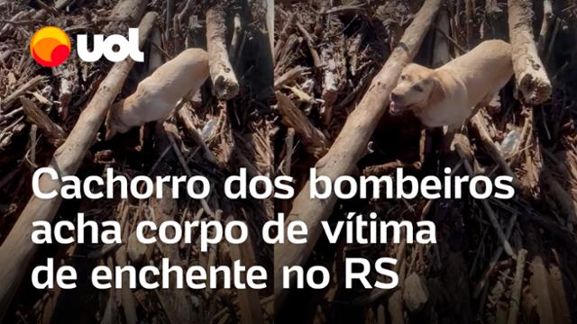 RS: Cachorro do corpo de bombeiros acha corpo de vítima de enchente em Cruzeiro do Sul; vídeo