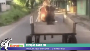 Cavalo desgovernado provoca acidene de trânsito em Fortaleza
