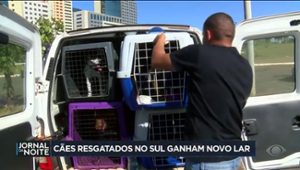 Cães resgatados nas enchentes que atingiram o RS foram adotados em Brasília