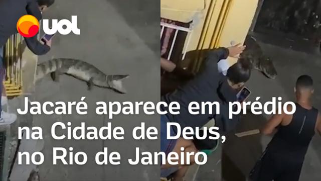 Jacaré aparece em prédio na Cidade de Deus, no Rio de Janeiro, e é laçado por morador; veja vídeos