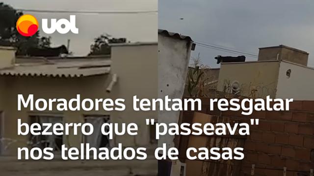 Moradores flagram bezerro 'passeando' nos telhados de casas em Goiás; assista ao vídeo