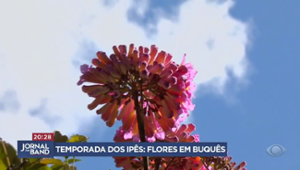 Florada dos Ypes enfeita Brasília