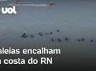 Baleias encalham em massa na costa do Rio Grande do Norte; veja o vídeo
