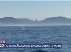Veja o espetáculo das baleias-jubarte no Rio de Janeiro
