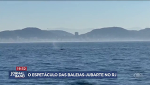 Veja o espetáculo das baleias-jubarte no Rio de Janeiro