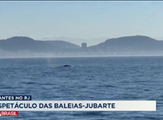 Espetáculo das baleias-jubarte atrai turistas no RJ