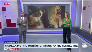 Caso Gaya: cadela morre em transporte terrestre
