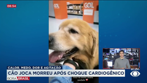 Caso Joca: cão morreu após choque cardiogênico em voo da Gol