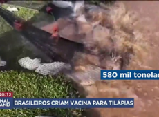 Brasileiros criam vacina para tilápias