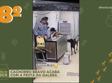 Confira o ranking dos dez pets mais malucos da internet