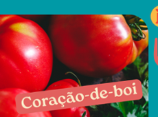 Você conhece o tomate coração-de-boi? A Catia Fonseca amou! | Band Receitas