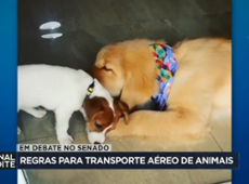 Senado discute regras para transporte aéreo de animais