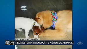 Senado discute regras para transporte aéreo de animais