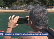 Baleias-jubarte dão show nas águas de Ilhabela, no litoral de São Paulo