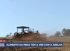 Conheça a importância das abelhas para o planeta terra