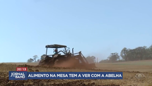 Dia Nacional da Abelha valoriza inseto que é fundamental para a agricultura