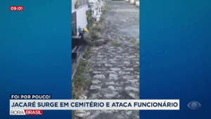 Jacaré surge em cemitério e ataca funcionário em Alagoas