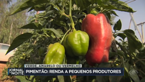 Pimentão garante renda para pequenos agricultores