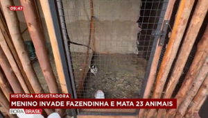 Criança que matou 23 animais "chutou cabeça e arremessou", diz veterinária