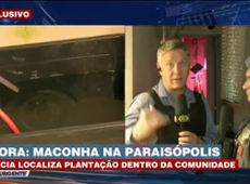 PM explica operação que encontrou plantação de maconha em Paraisópolis