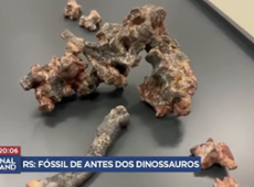 Fóssil de nova espécie animal que viveu no Brasil é descoberta