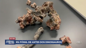 Fóssil de nova espécie animal que viveu no Brasil é descoberta