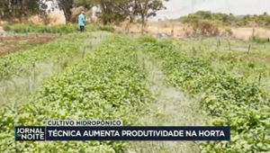 Cultivo hidropônico: técnica aumenta produtividade na horta