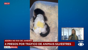 Operação prende 4 por comércio ilegal de animais silvestre no RJ