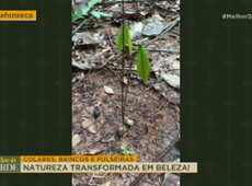 Colares, brincos e pulseiras: Veja a natureza transformada em beleza