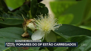 Volta de chuva no DF favorece a produção de frutas