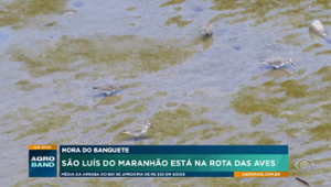 São Luís do Maranhão está na rota das aves migratórias