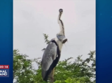 Garça é flagrada com um copo entalado na garganta no RJ