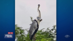 Garça é flagrada com um copo entalado na garganta no RJ