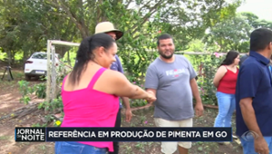 Pequena propriedade se torna referência na produção de pimenta em Goiás