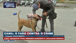 Canil: cães treinados para prender bandidos e localizar drogas