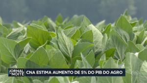 Confederação da Agricultura e Pecuária estima aumento de 5% do PIB do Agro