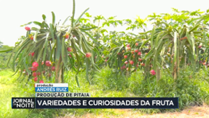 Pitaya é uma espécie de cacto que se adapta bem ao clima seco