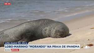 Lobo-Marinho vira atração turística na praia de Ipanema, no Rio