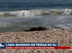 Lobo-Marinho de férias no Rio de Janeiro