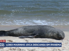 Lobo-marinho Joba descansa na praia de Ipanema, no Rio de Janeiro