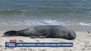 Lobo-marinho Joba descansa na praia de Ipanema, no Rio de Janeiro