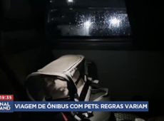 Dá para levar pet em ônibus de viagem? Regras viriam por empresa