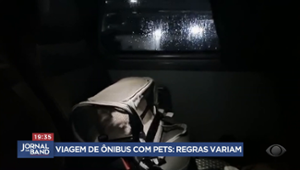 Dá para levar pet em ônibus de viagem? Regras viriam por empresa