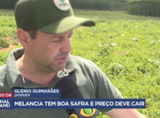 Melancia tem boa safra e preço deve cair em 2025