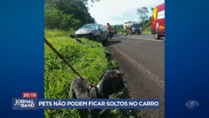 Animais não podem ser transportados soltos em veículos; entenda